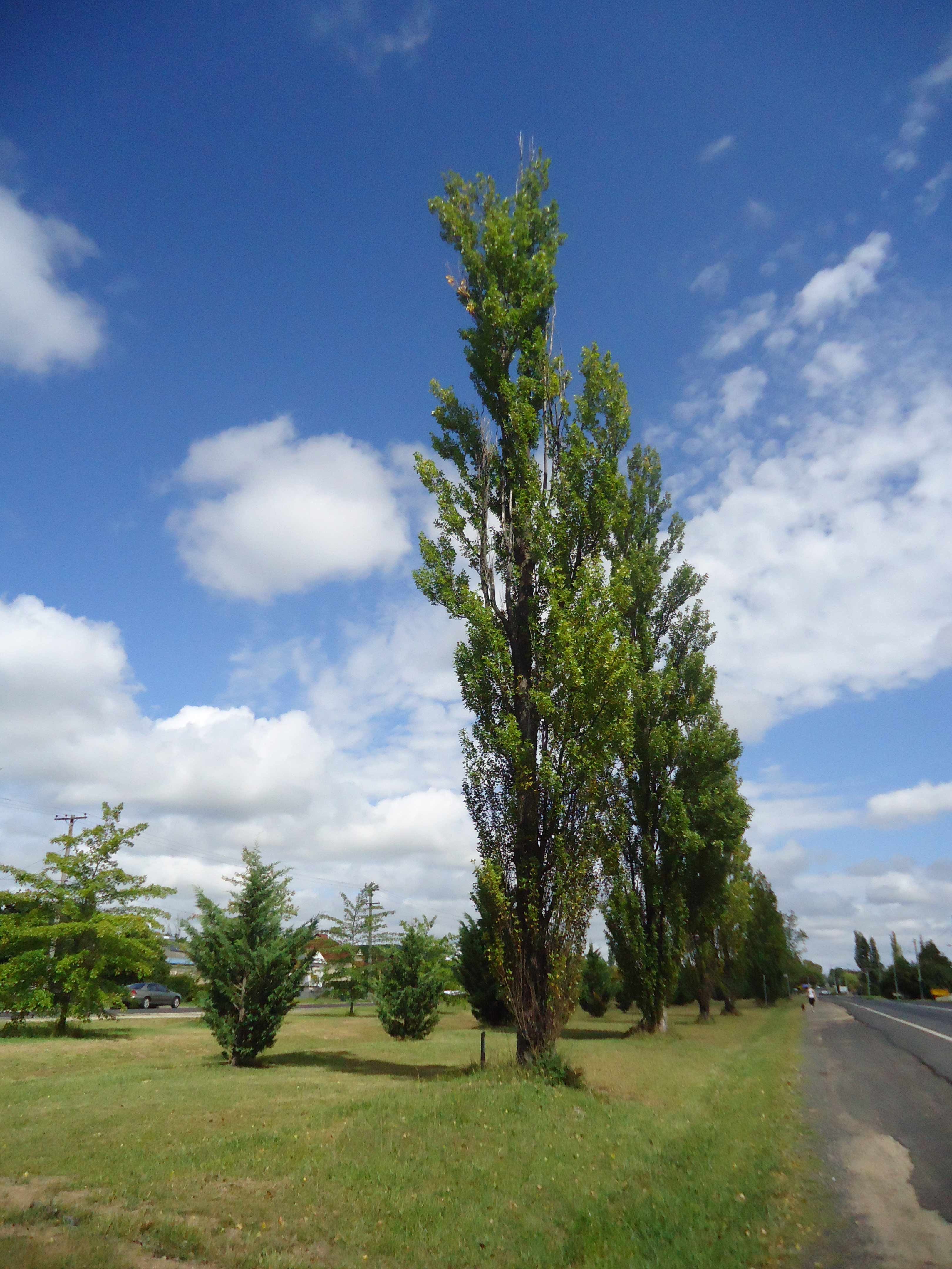 A.I.F. Memorial Avenue Armidale photo 1
