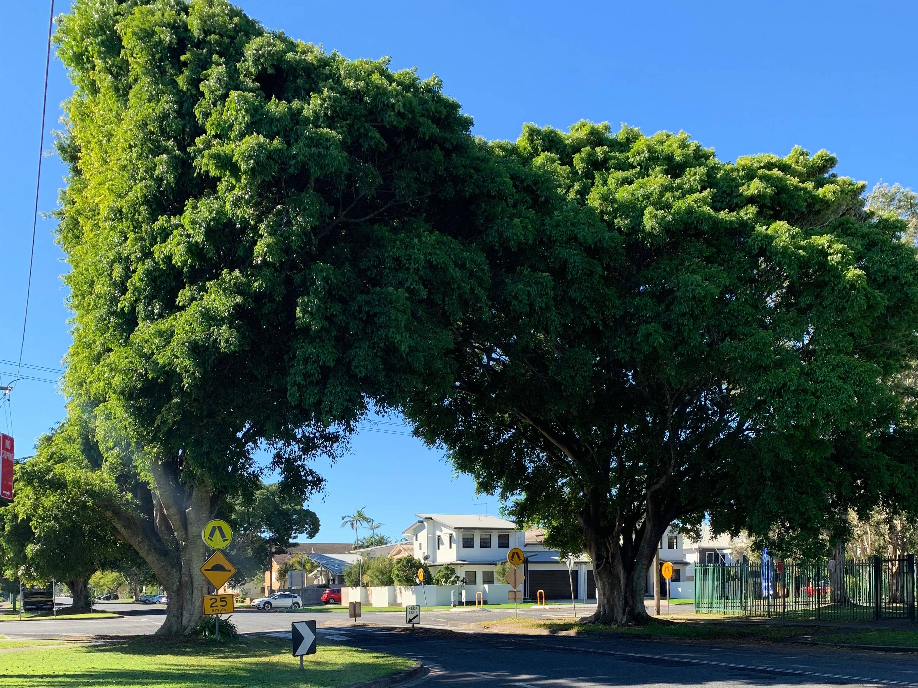 Ballina First World War Memorial Grove photo 1