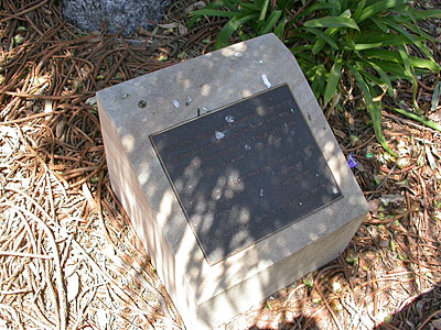 Bateau Bay Public School Memorial Tree photo 1