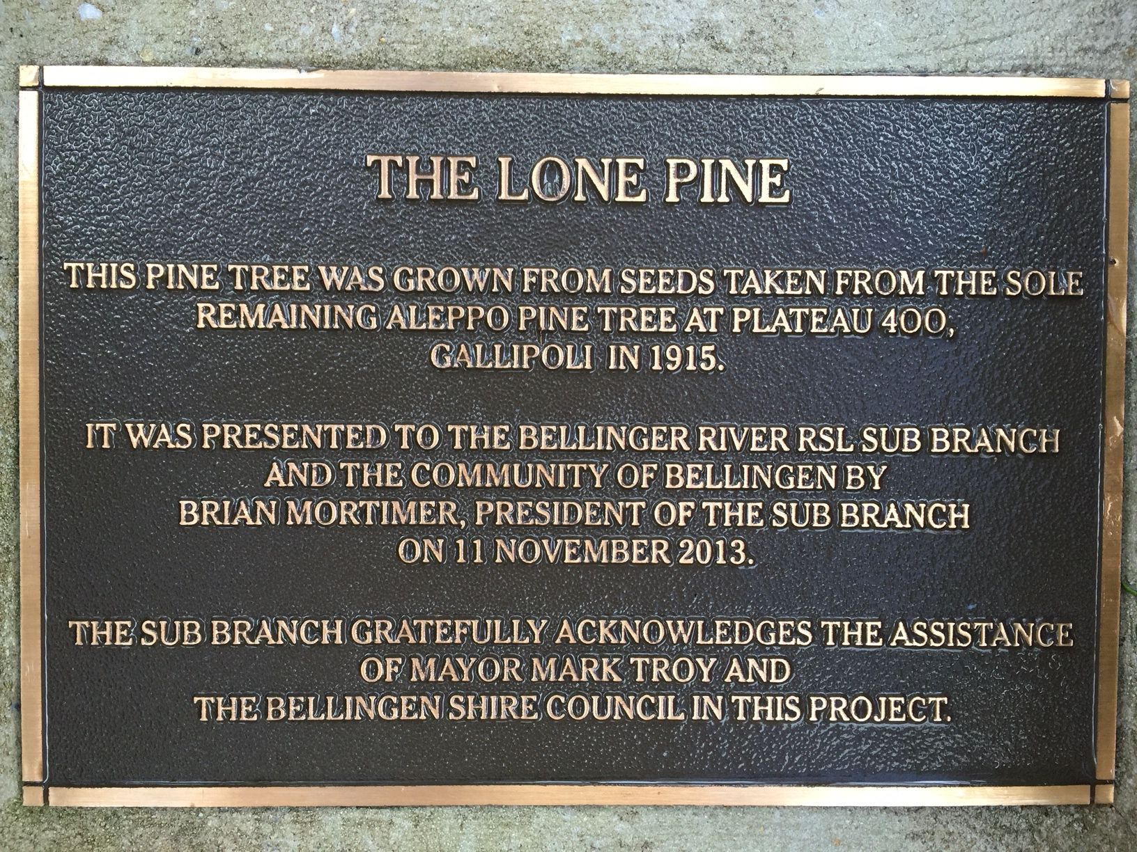 Bellingen Lone Pine photo 1