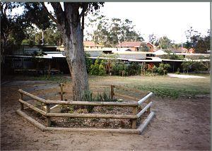 Berkeley Vale Public School War Memorial Tree photo 1