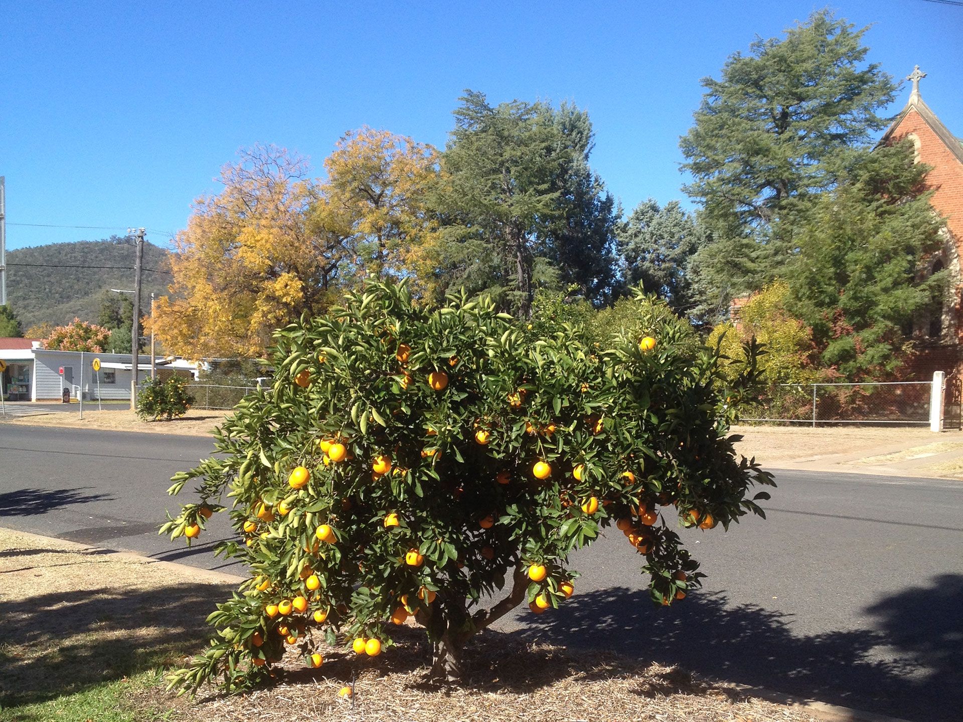 Bingara Memorial Orange Trees photo 1
