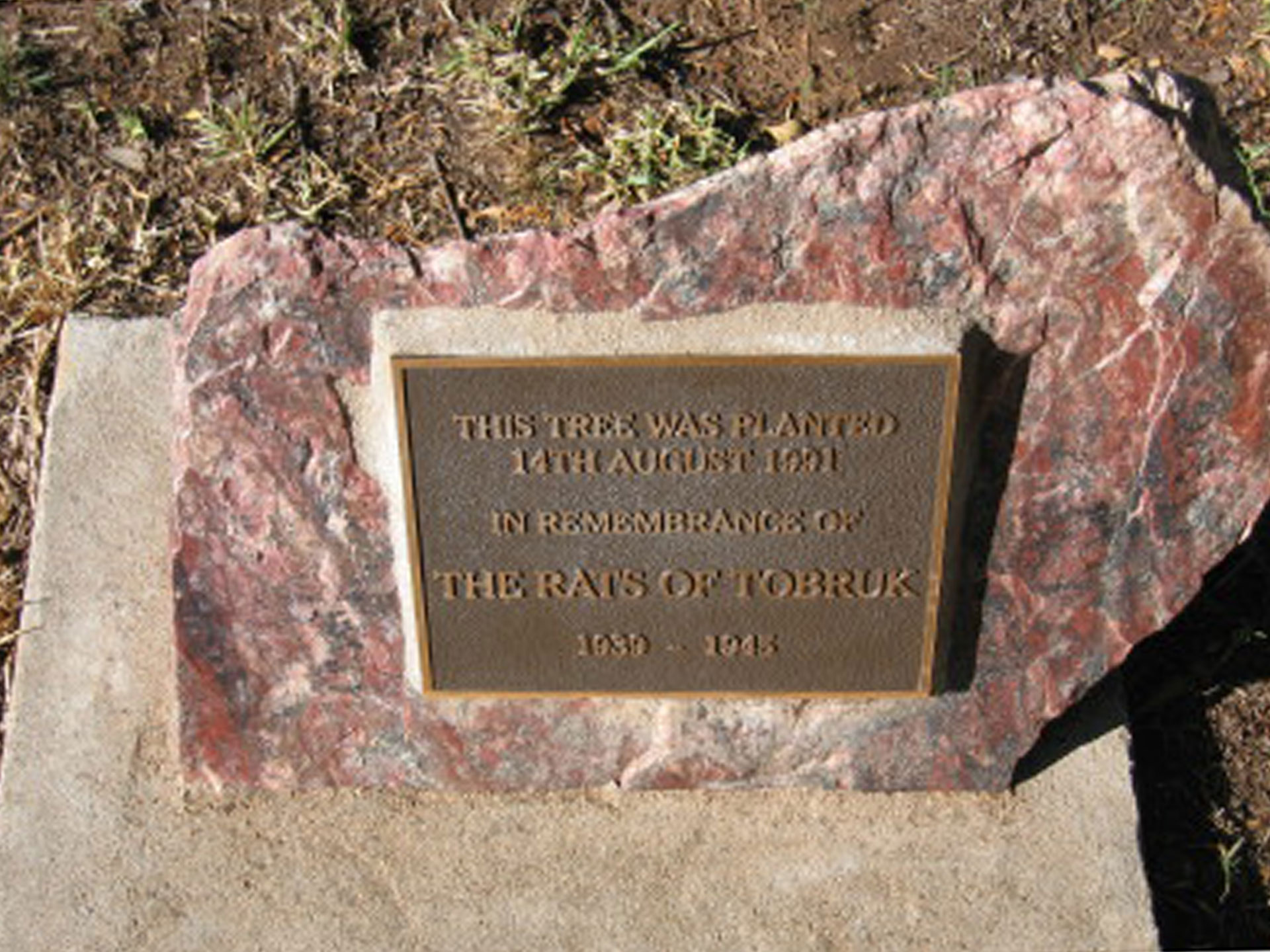 Bingara Rats of Tobruk Memorial Tree photo 1