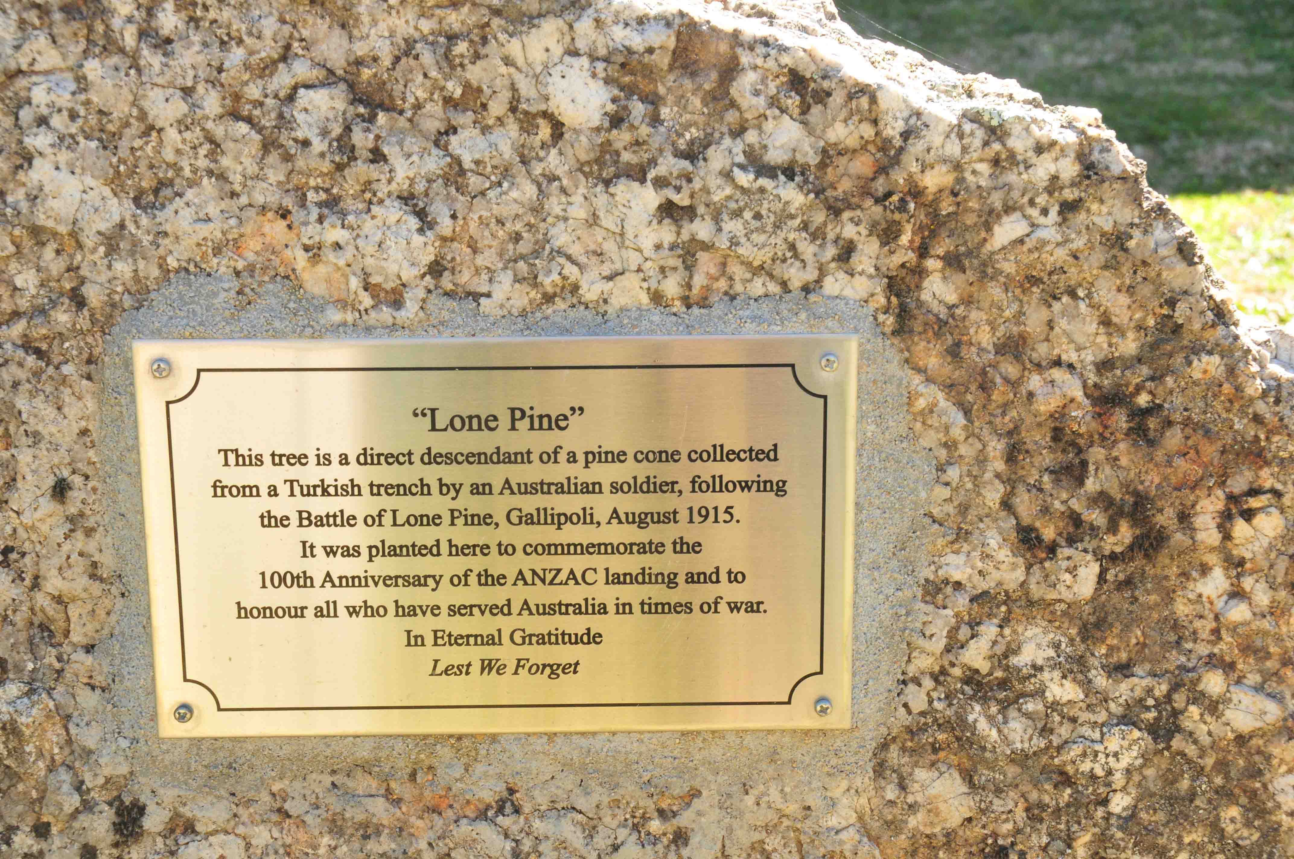 Bundarra Central School Lone Pine photo 1
