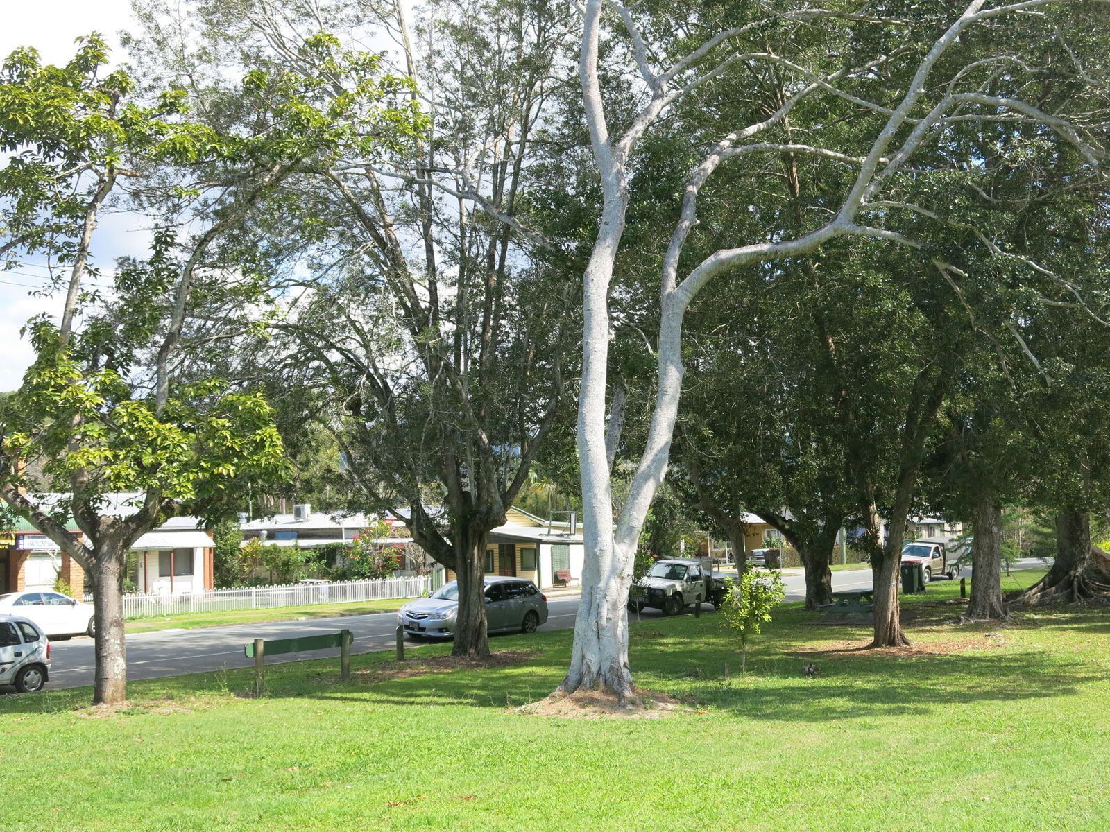 Burringbar First World War Memorial Trees photo 1