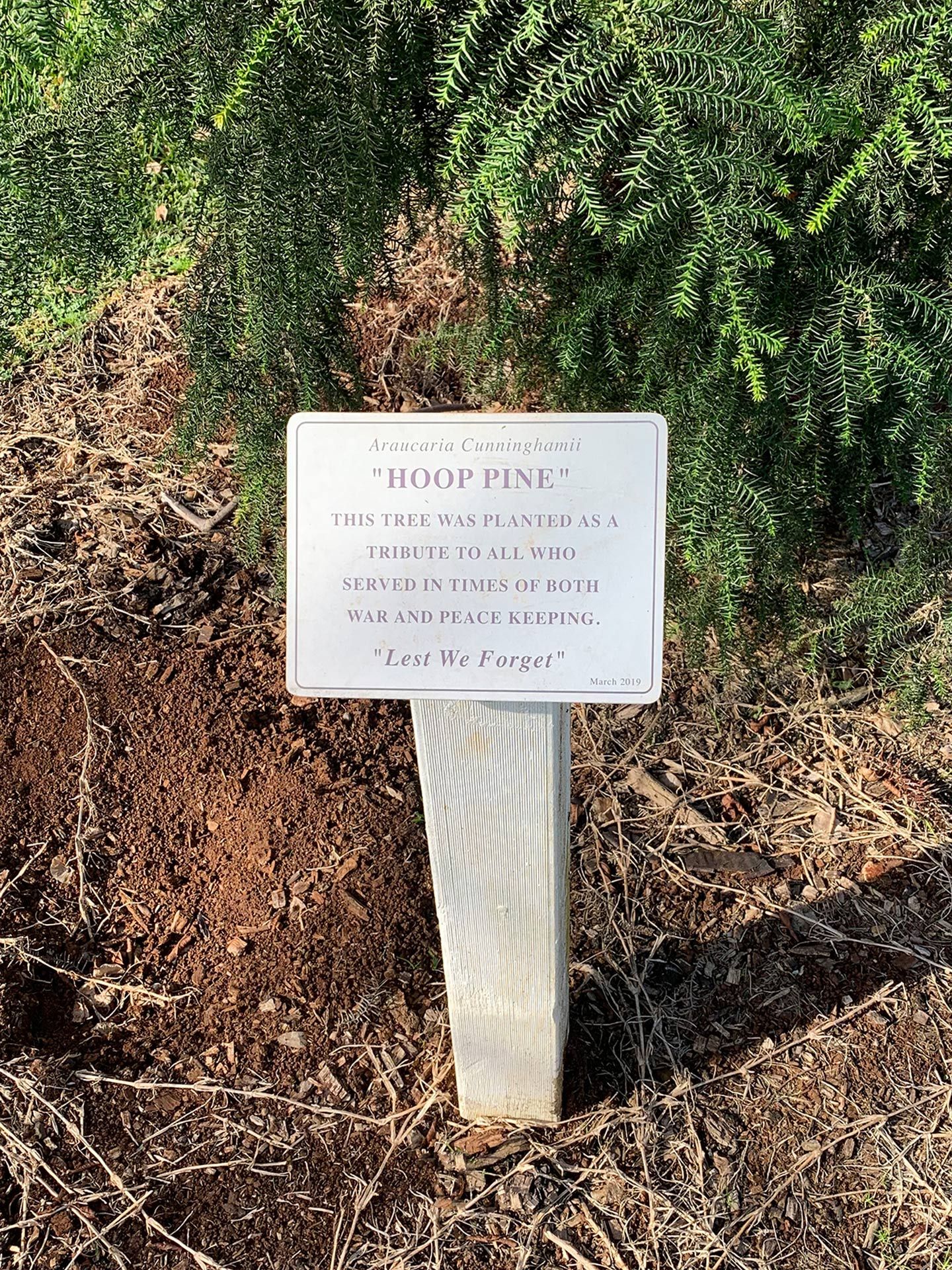Clunes Village Park Memorial Tree photo 1