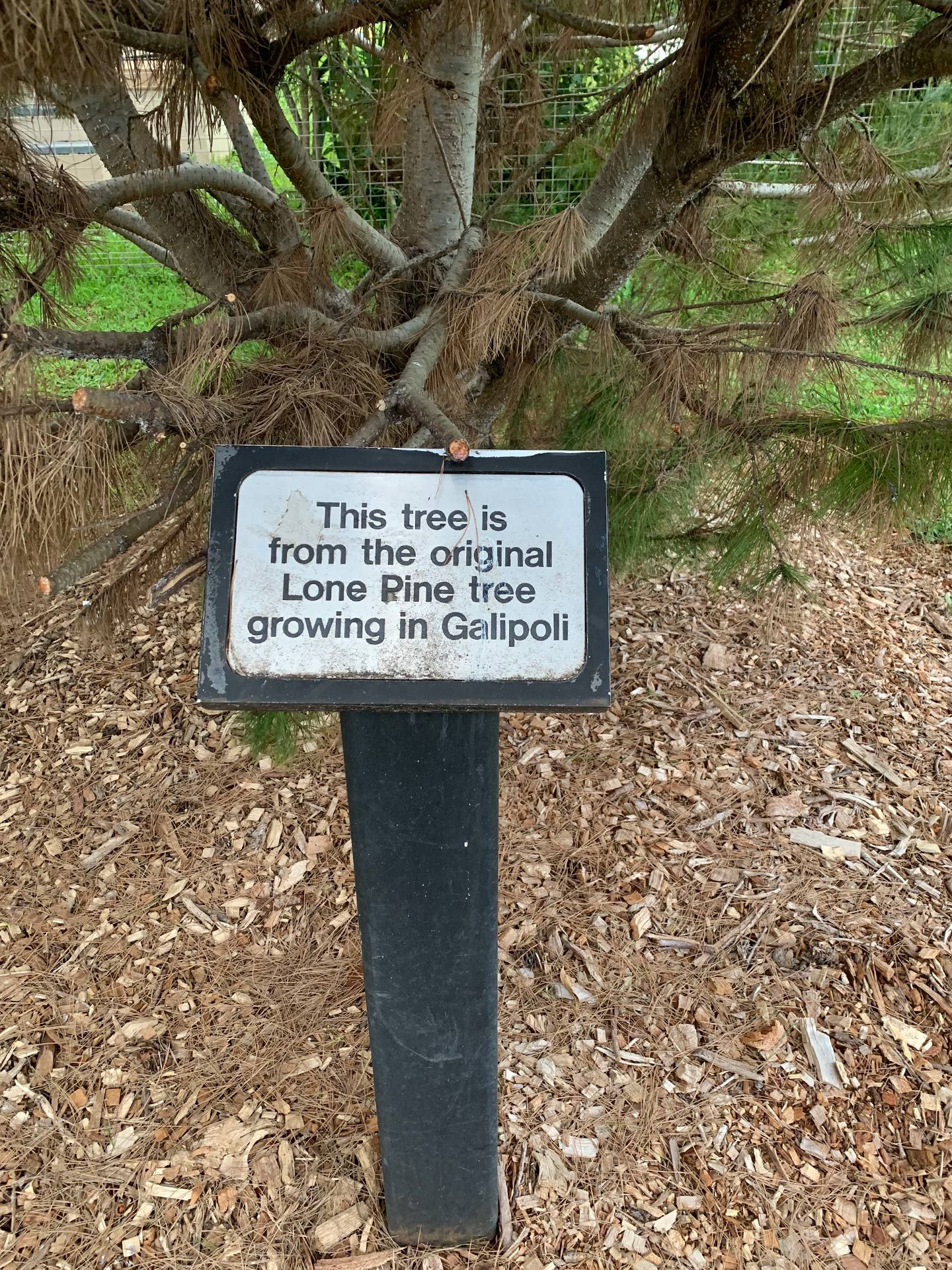 Cudgen Lone Pine photo 1