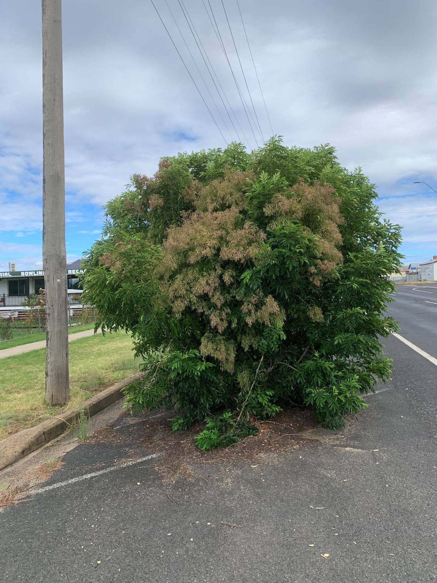 Delungra First World War Memorial Avenue photo 1