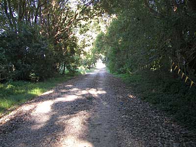 Frederickton First World War Memorial Avenue Trees photo 1