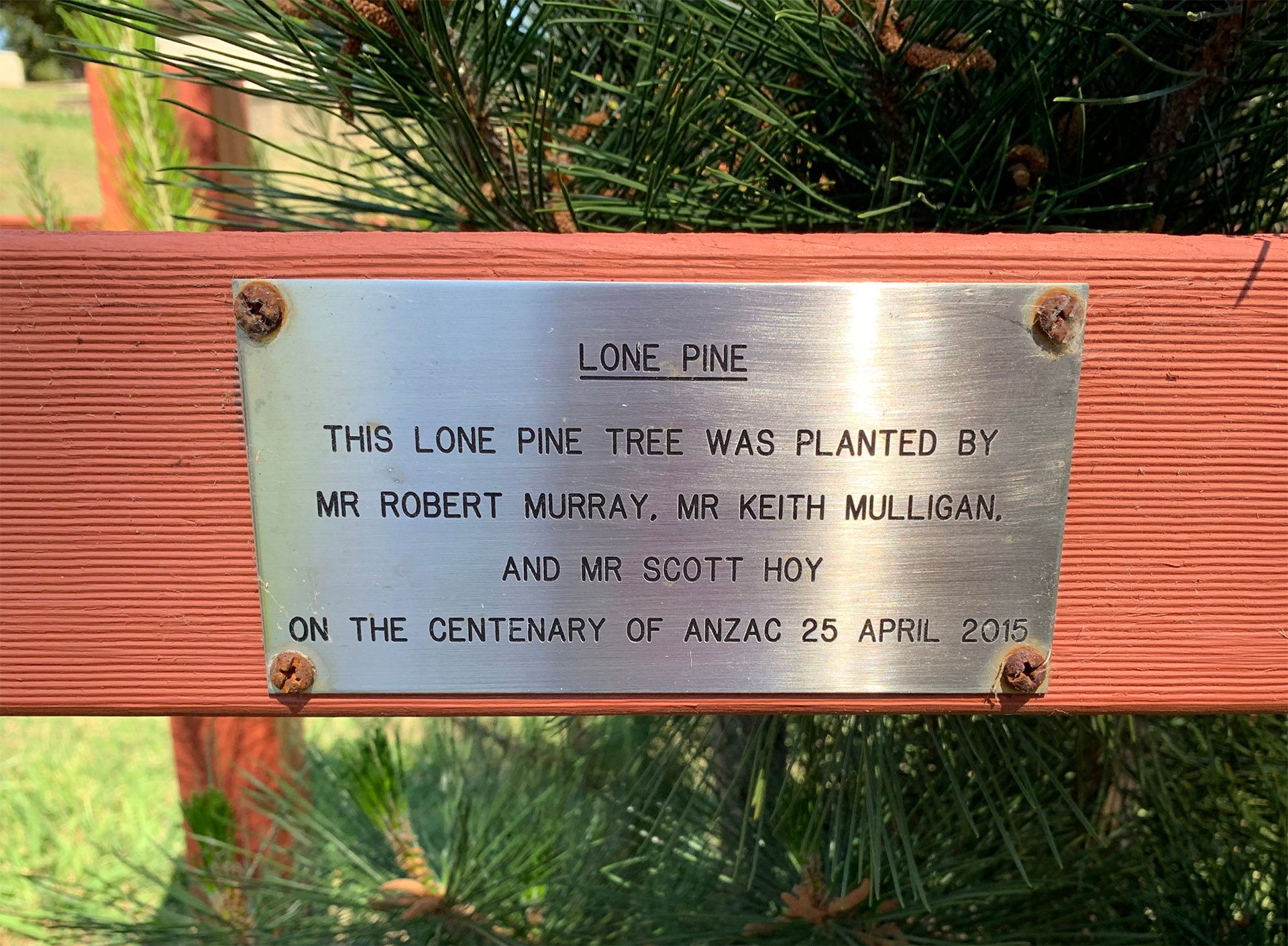 Gloucester Lone Pine photo 1