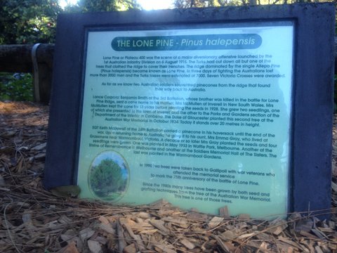 Gosford Lone Pine photo 1