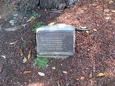 Hunters Hill War Memorial Tree photo 1