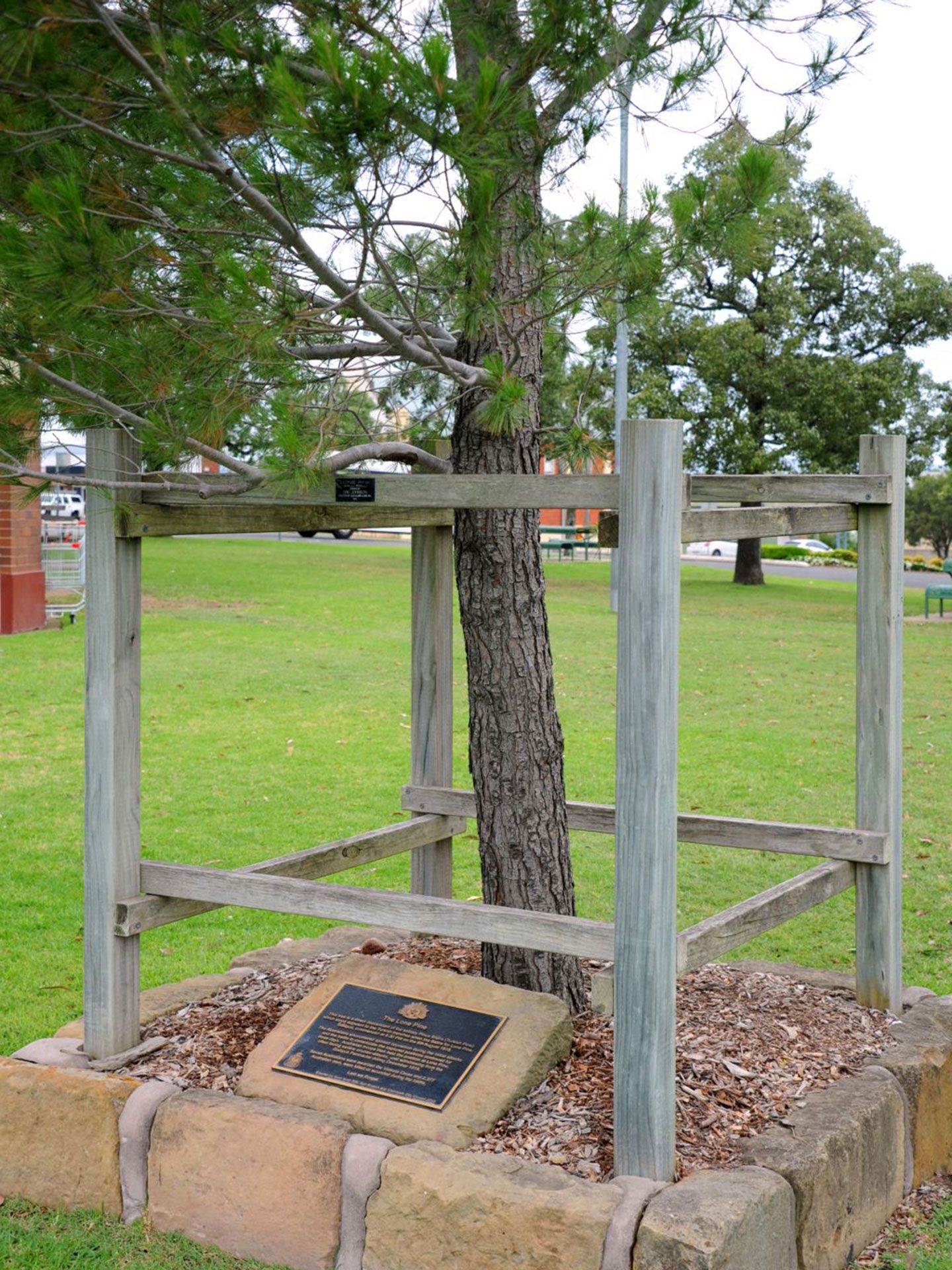 Kurri Kurri Lone Pine photo 1