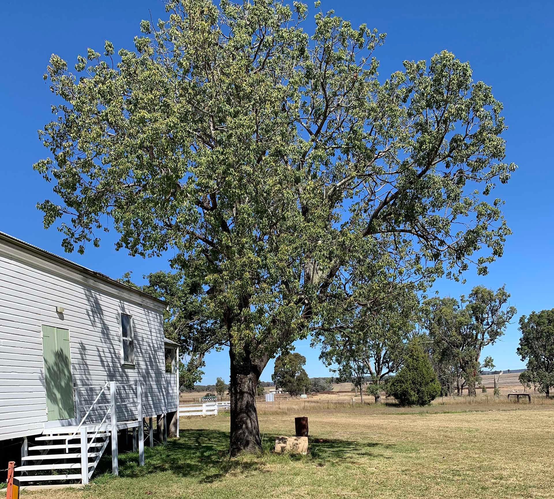 Long Plain Soldier's Memorial Hall Memorial Trees photo 1