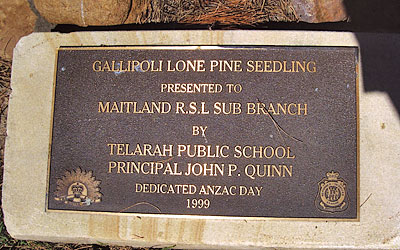 Maitland Park Lone Pine photo 1