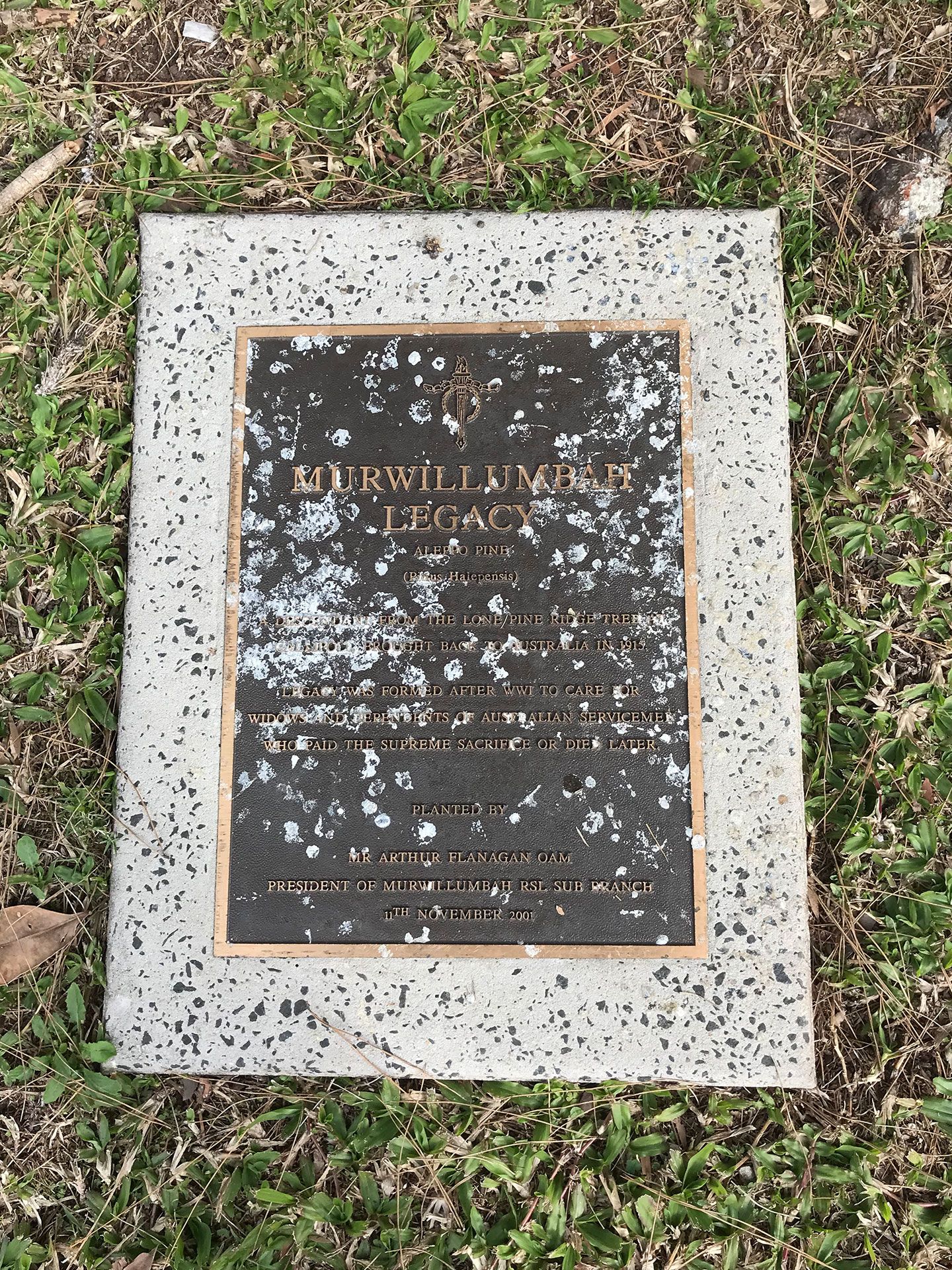 Murwillumbah Lone Pine photo 1