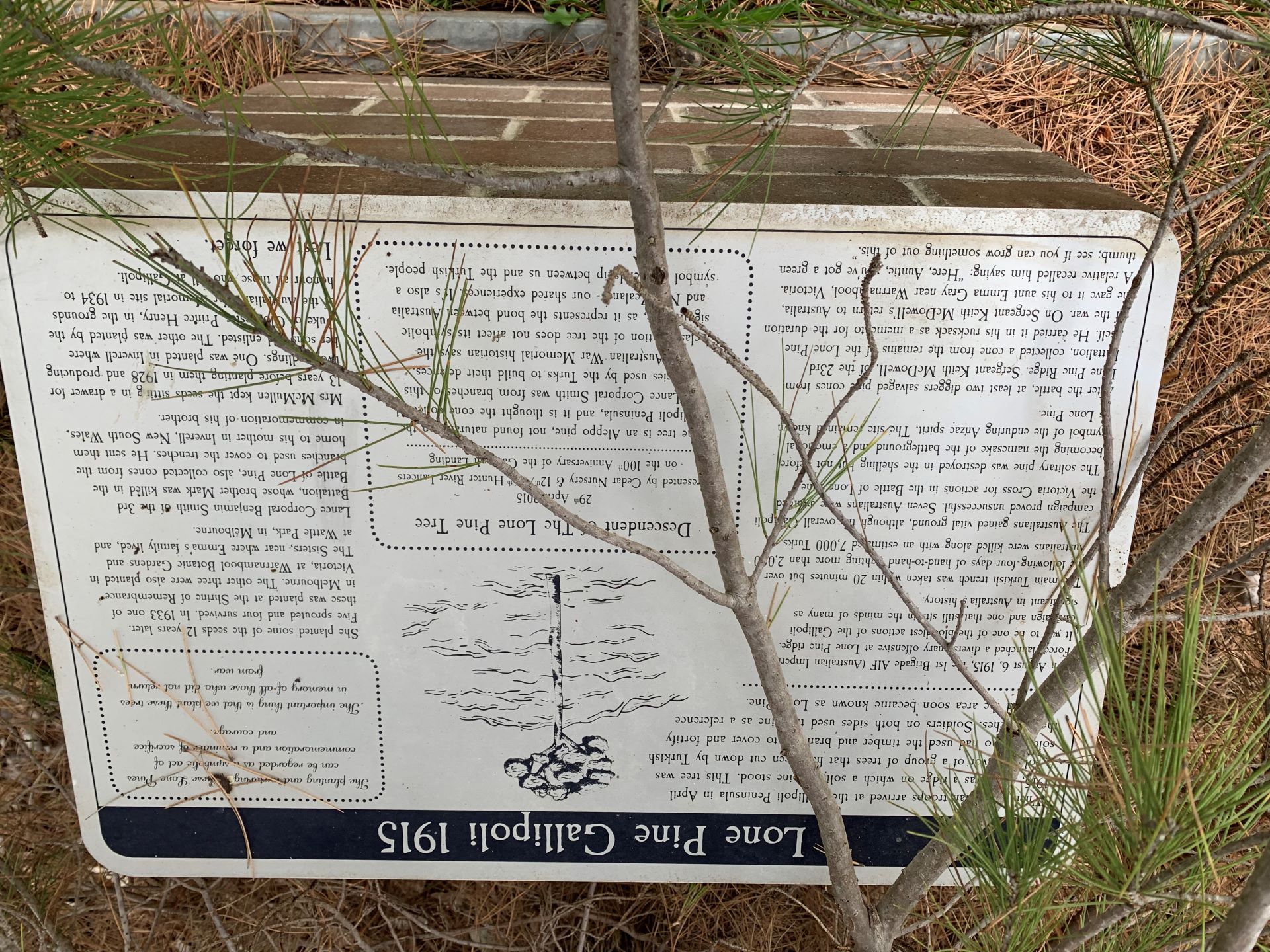 O'Connor Catholic College Lone Pine Tree, Armidale photo 1