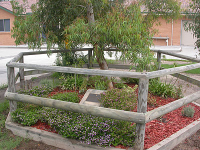 Our Lady of the Rosary Primary School Memorial Tree photo 1