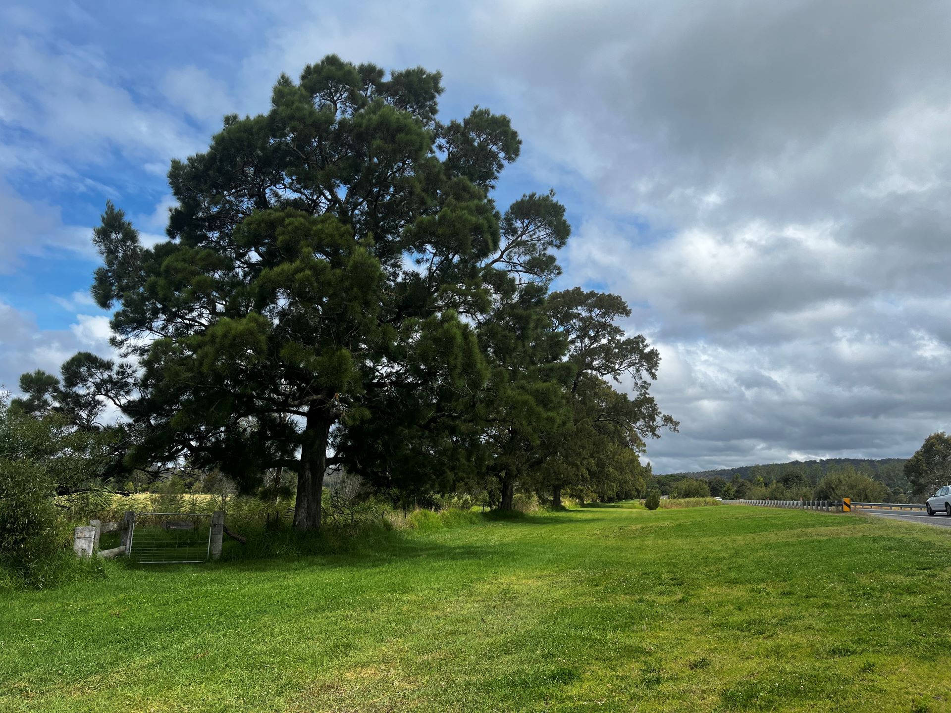 Pambula and District First World War Avenue of Honour photo 1