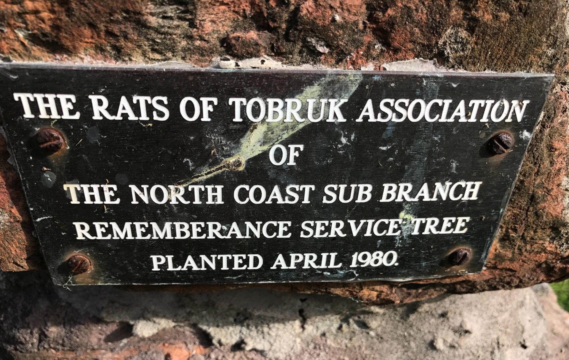Rats of Tobruk Association Remembrance Service Tree, Bowraville photo 1