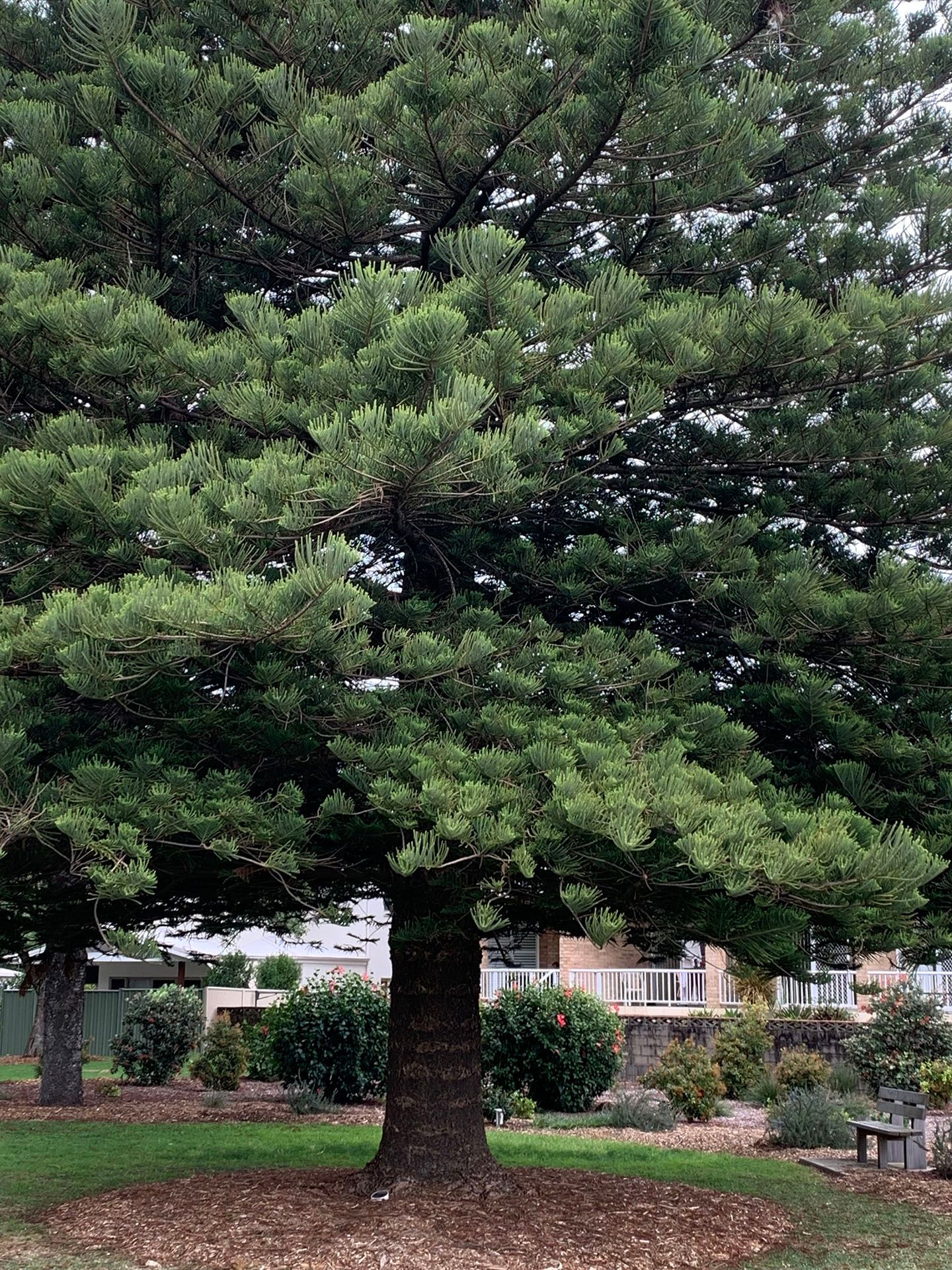 Sawtell 2/2nd Australian Machine Gun Battalion and 9th Division 2nd A.I.F. Memorial Tree photo 1