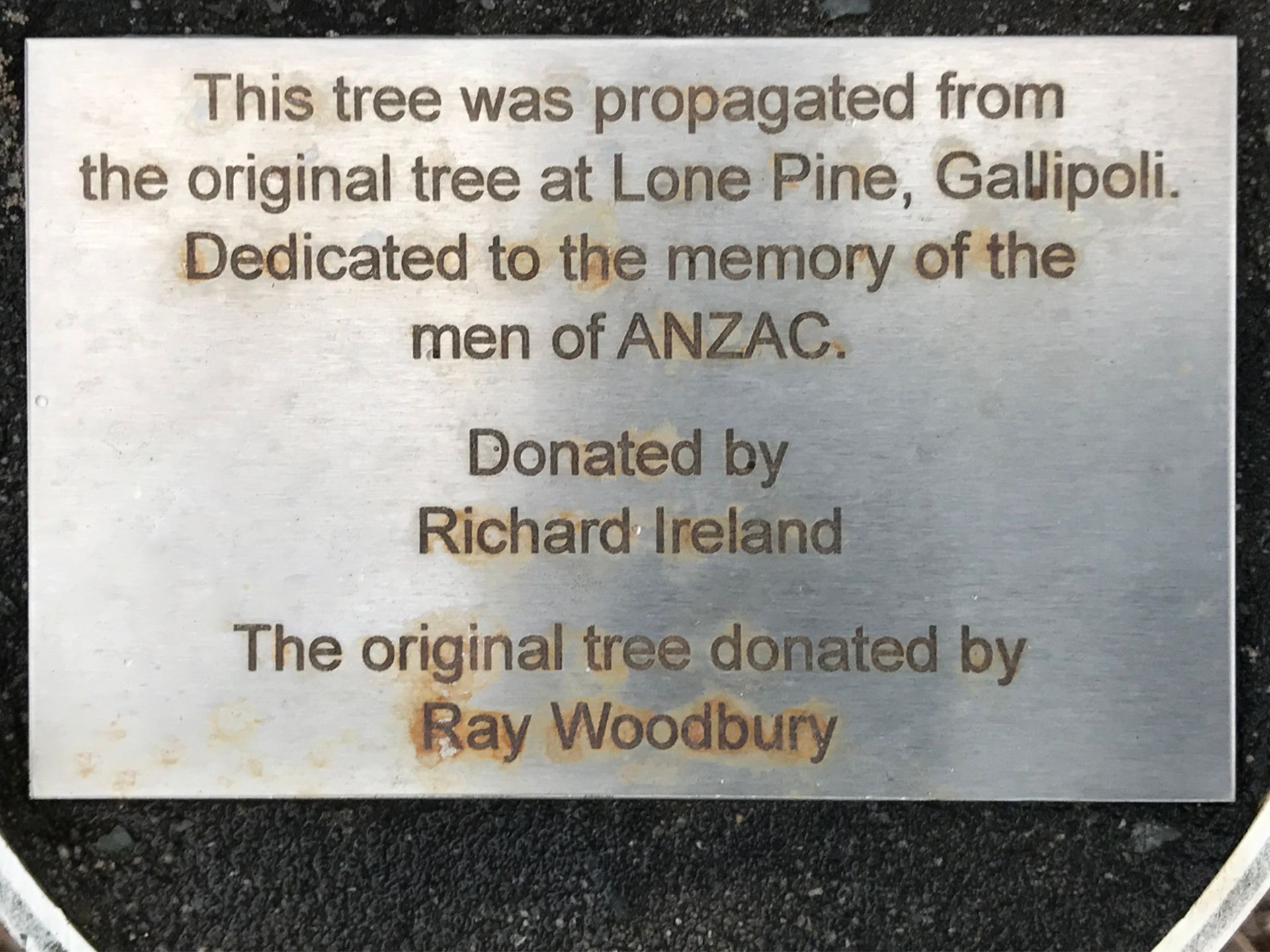 Sawtell Lone Pine photo 1