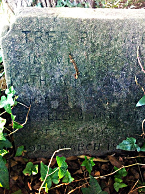 Sister Sumner Memorial Tree photo 1