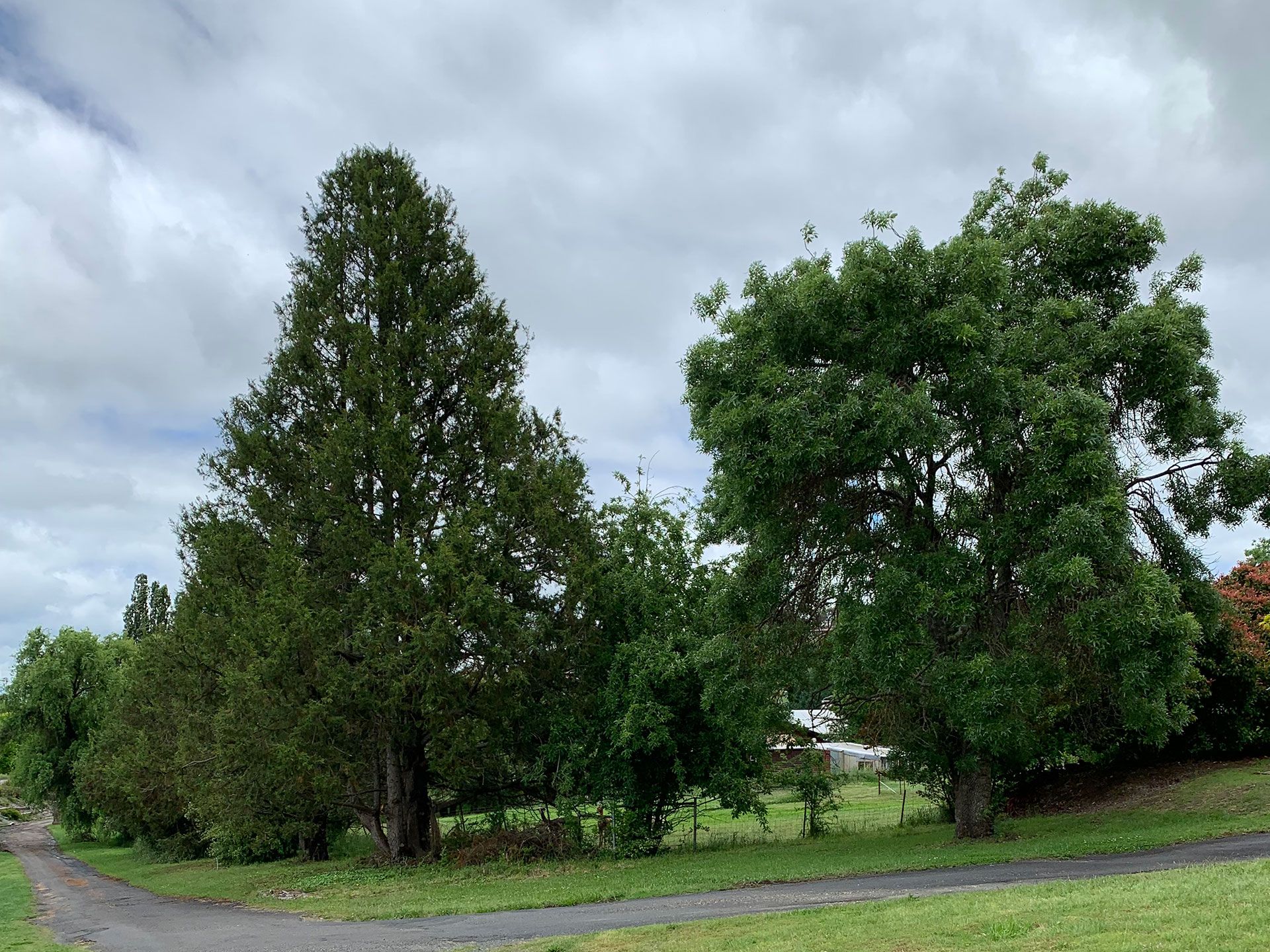 St Paul's Presbyterian Church First World War Memorial Trees, Walcha photo 1
