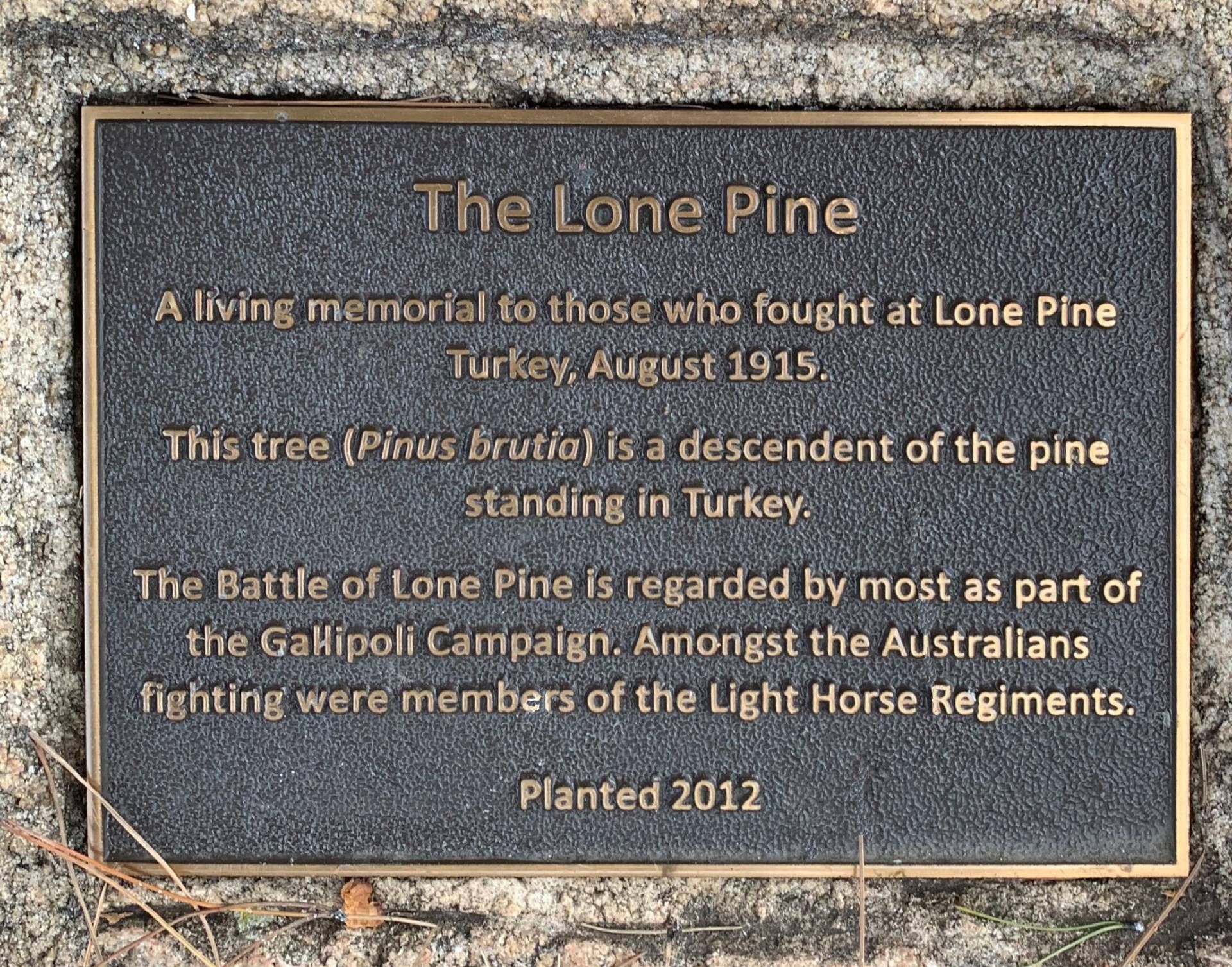 Tamworth Bicentennial Park Lone Pine photo 1