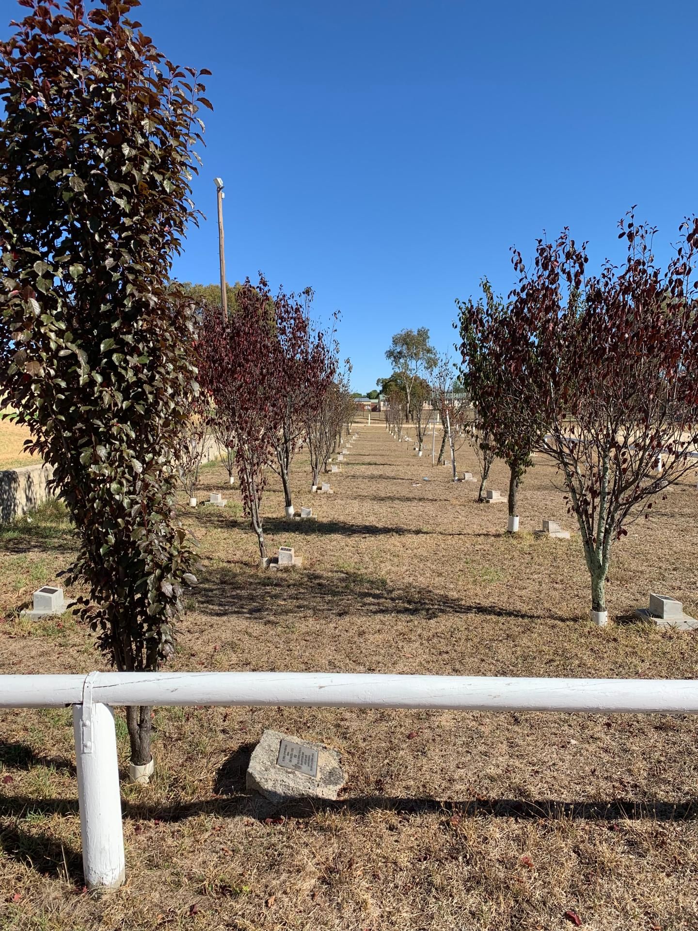 Tingha War Memorial Grove photo 1