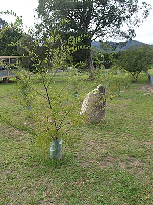 Towamba Public School First World War Memorial Trees photo 1