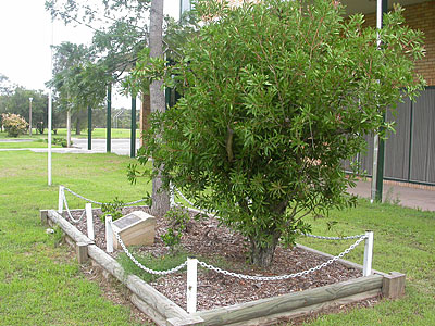 Tuggerah Lakes Secondary College, The Entrance Campus, Memorial Tree photo 1