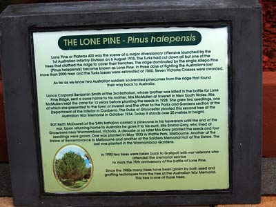 Woy Woy  Lone Pine photo 1